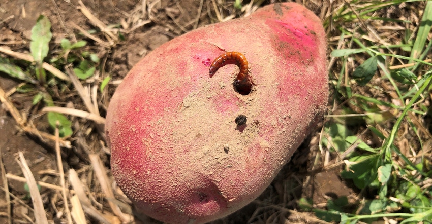 wireworm munches on a potato tuber