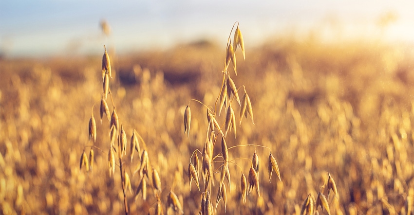 Oats in field