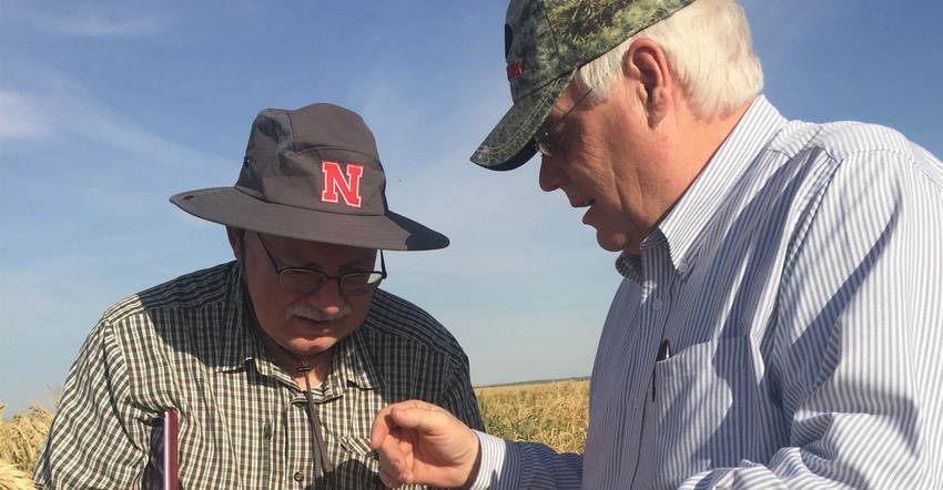 Stephen Baenziger (left), lead wheat breeder at UNL and Jeff Noel of Husker Genetics examine wheat "increase" plots near Yuma Stephen Baenziger (left), lead wheat breeder at UNL and Jeff Noel of Husker Genetics examine wheat "increase" plots near Yuma