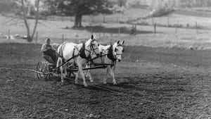 black-and-white photo of horses working in a farm field