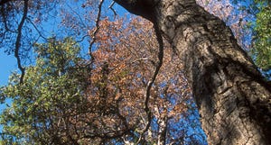 Discoloration of an oak tree
