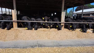 black beef cattle at a feed bunk