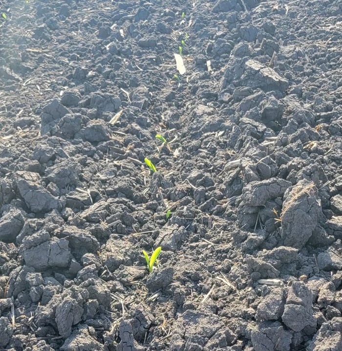 corn seedlings in a field
