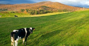 Dairy cows grazing in Vermont
