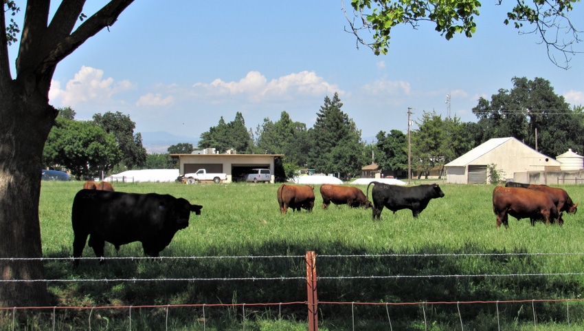 Cows grazing