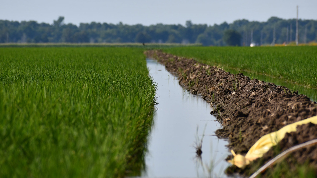 Close up of a flooded rice field, with a yellow spill across a levee. Close up of a flooded rice field, with a yellow spill across a levee.