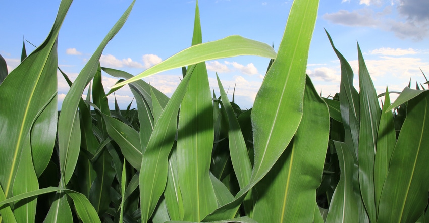 cornfield against blue sky