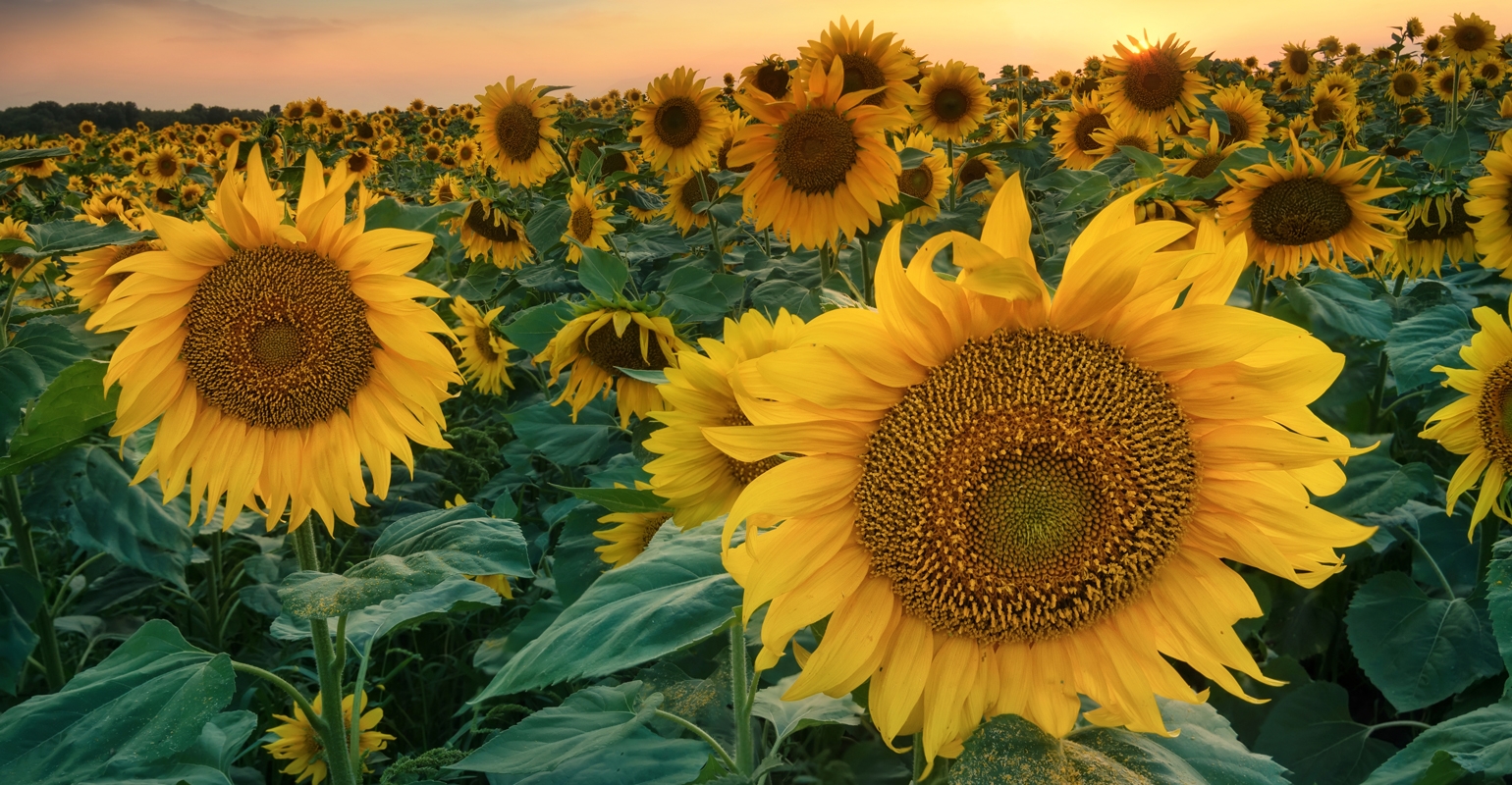 6 Ways To Learn About Cover Crops   0527W1 3550 1540x800 