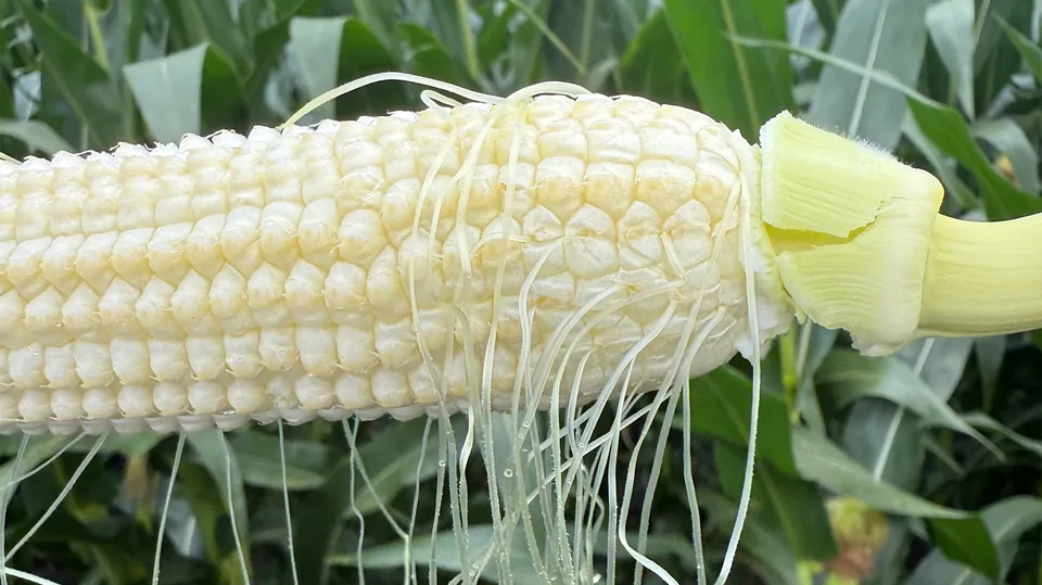 Understanding pollination can be key to good corn yields