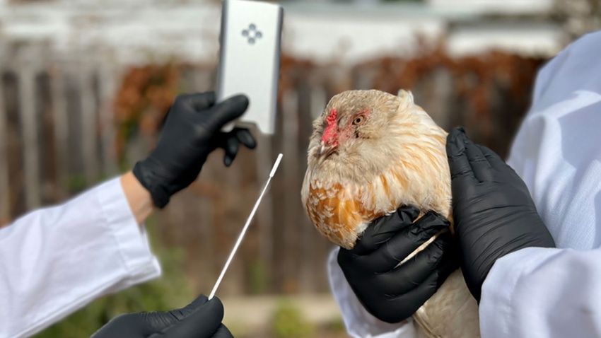Scientist with gloved hands hold a chicken and a flu testing swab