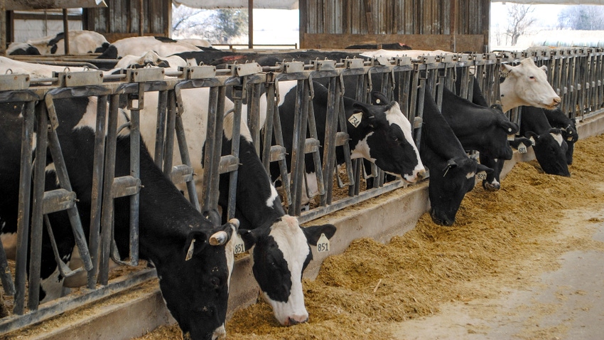 Dairy cows feed inside a barn