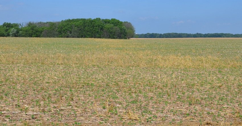 soybeans with burndown applied