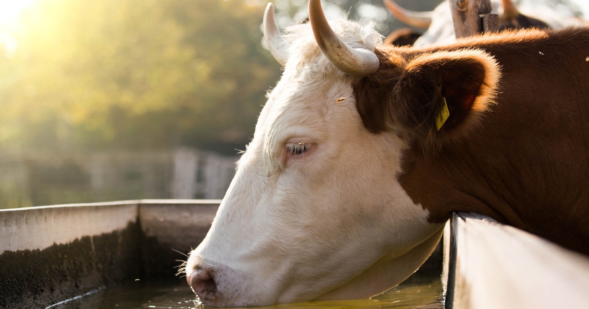 The importance of water for cattle