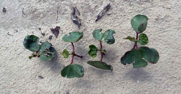 Cotton-Seedlings-with-Thrips-Injury-a.jpg