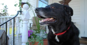 Fran O'Leary's dog named Scooter pictured in front of a porch