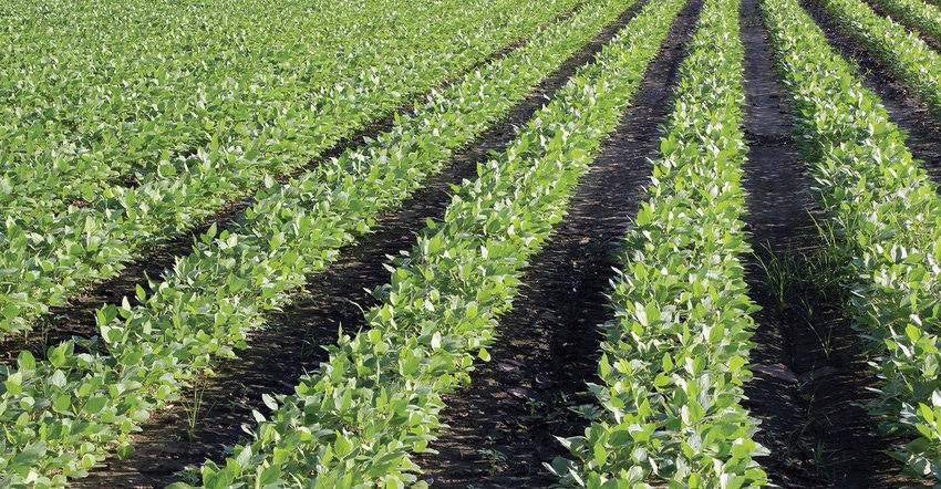soybean-rows-robb-dfp.jpg