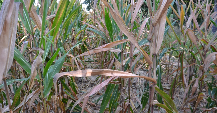 mature cornfield