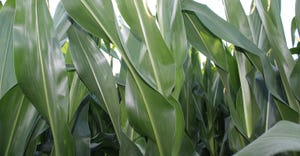 Corn7-7-20.jpg