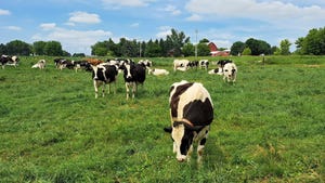 Holstein dairy cows grazing in a pasture