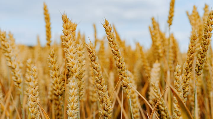 Wheat prices climb as Russia, Ukraine seek export workarounds