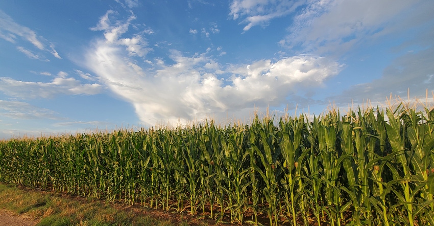 swfp-shelley-huguley-20-corn-sky.jpg