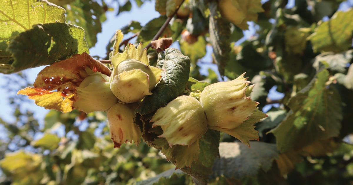 Hazelnut harvest reaches full momentum