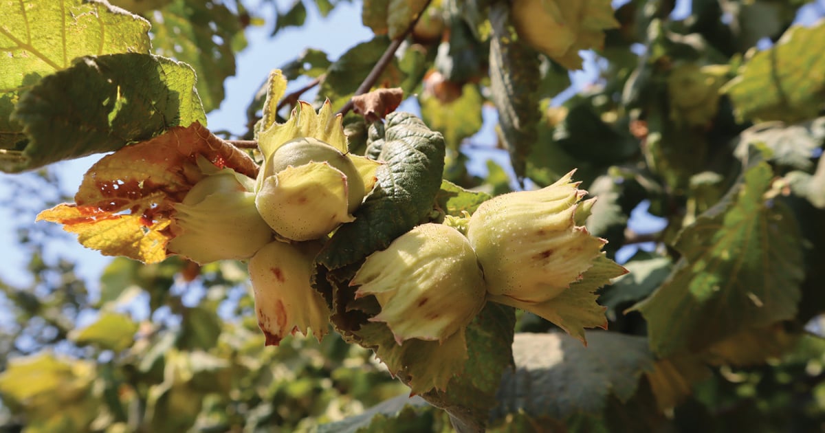 Hazelnut Tree Ripe Hazelnut harvest reaches full momentum