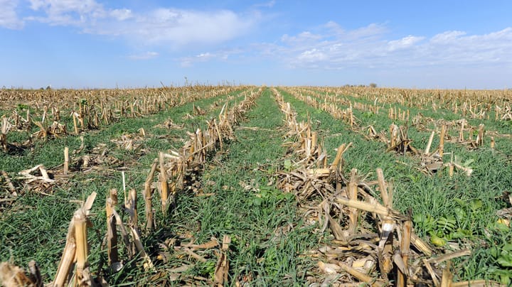 Should I bulk up my cereal rye cover?