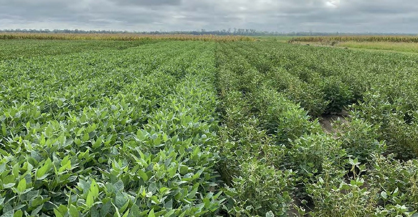 soybean field soybean field