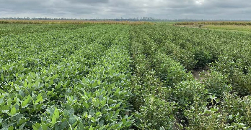 soybean field