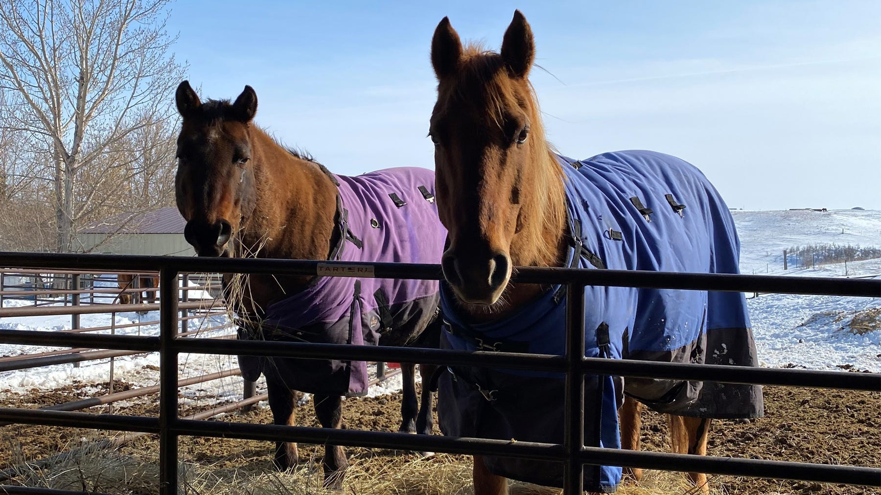 two horses outside with blankets covering them in winter