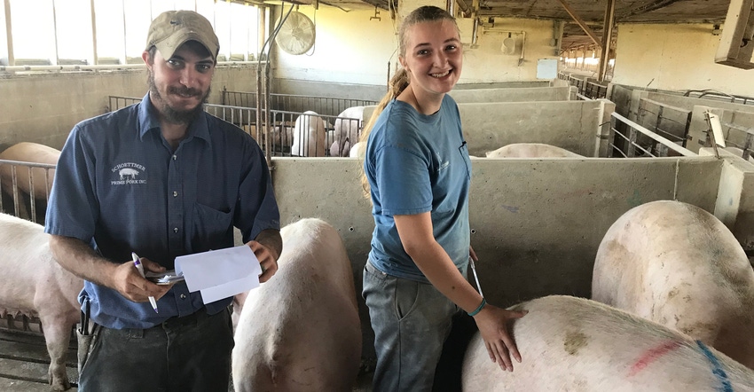 Jen Smith and Josh Inman with sows