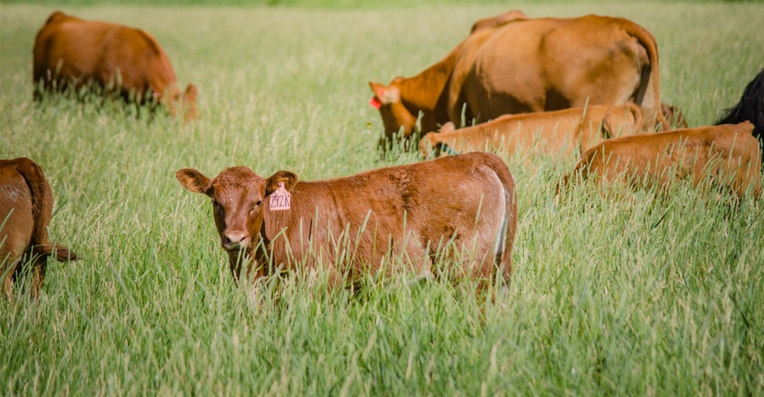 Beef cattle in pasture Beef cattle in pasture