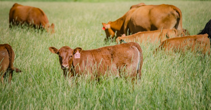 Beef cattle in pasture