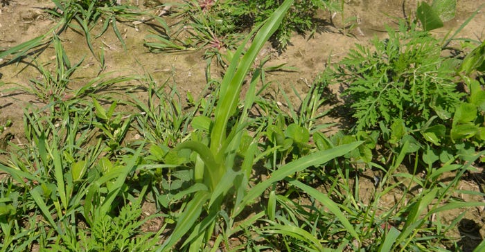 variety of weeds in soybean field