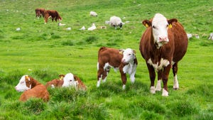 cows and calves grazing in pasture