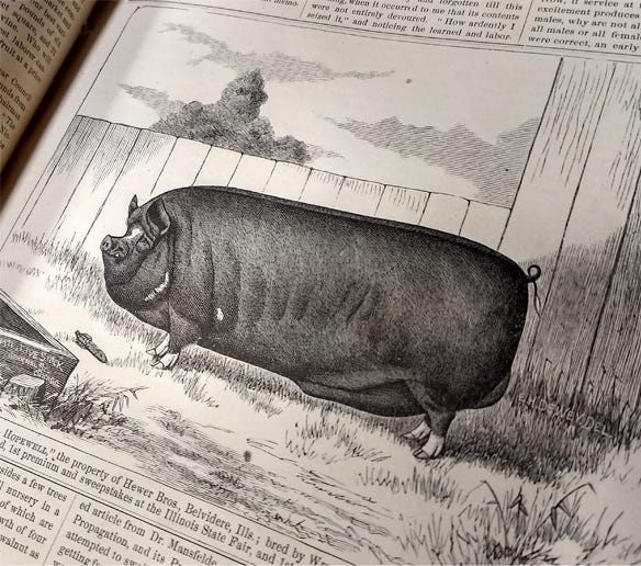 The prize-winning hog from the herd of William Hewer in England was pictured in the January 1878 issue of Nebraska Farmer