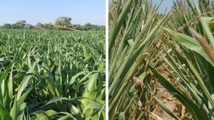 Side-by-side photos of cornfields, one showing signs of drought stress