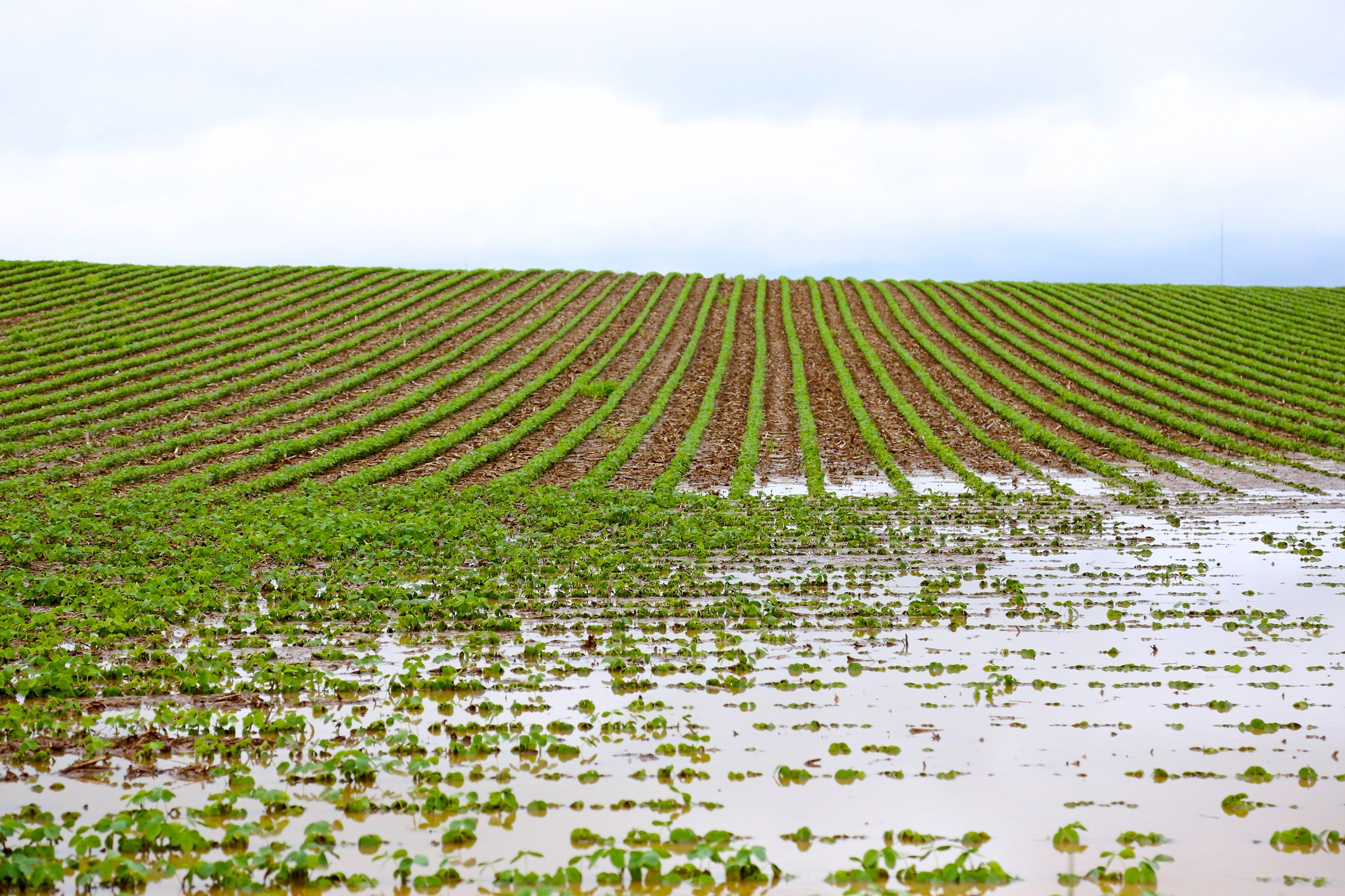 Green stems appear in soybeans again