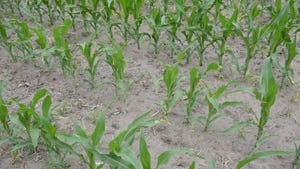 corn seedlings in the field