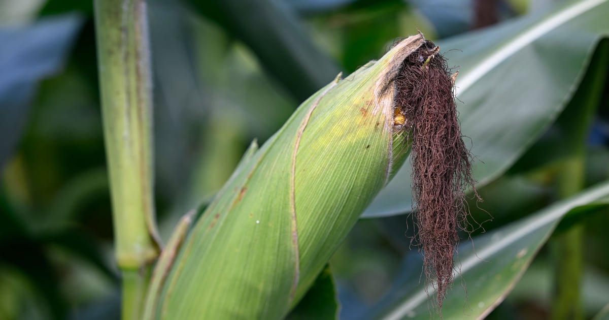 Illinois harvest outlook: Expect early crops, short windows
