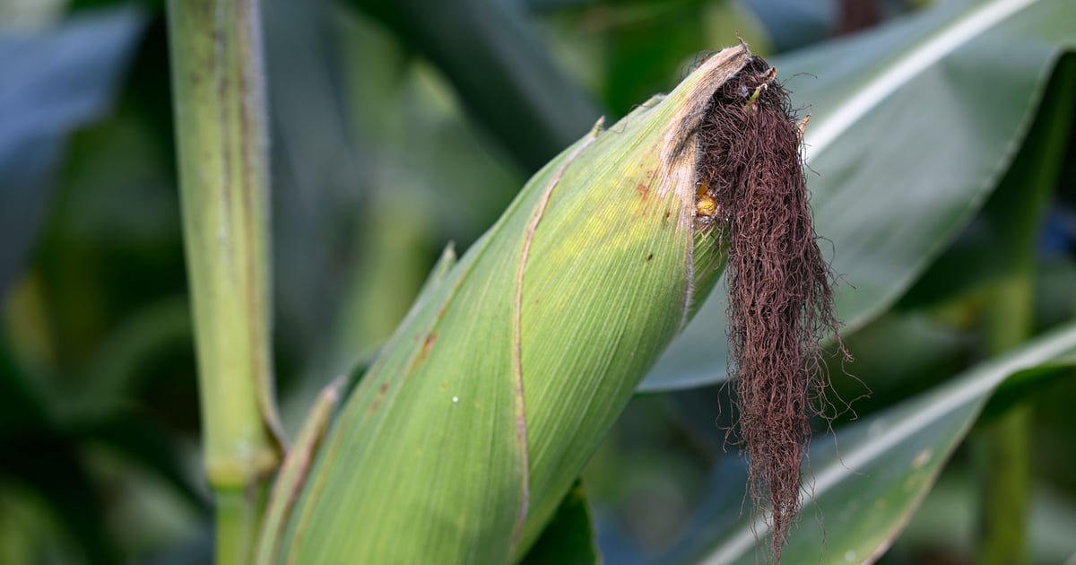 Illinois harvest outlook: Expect early crops, short windows