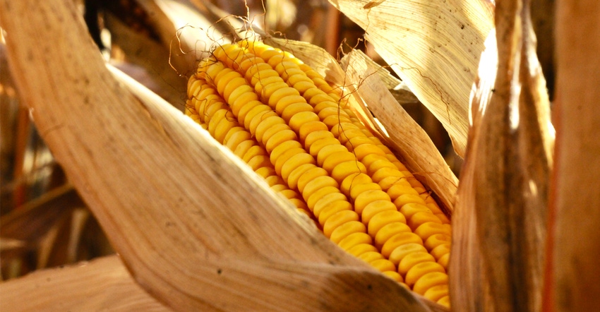 Clost up of an ear Field corn 