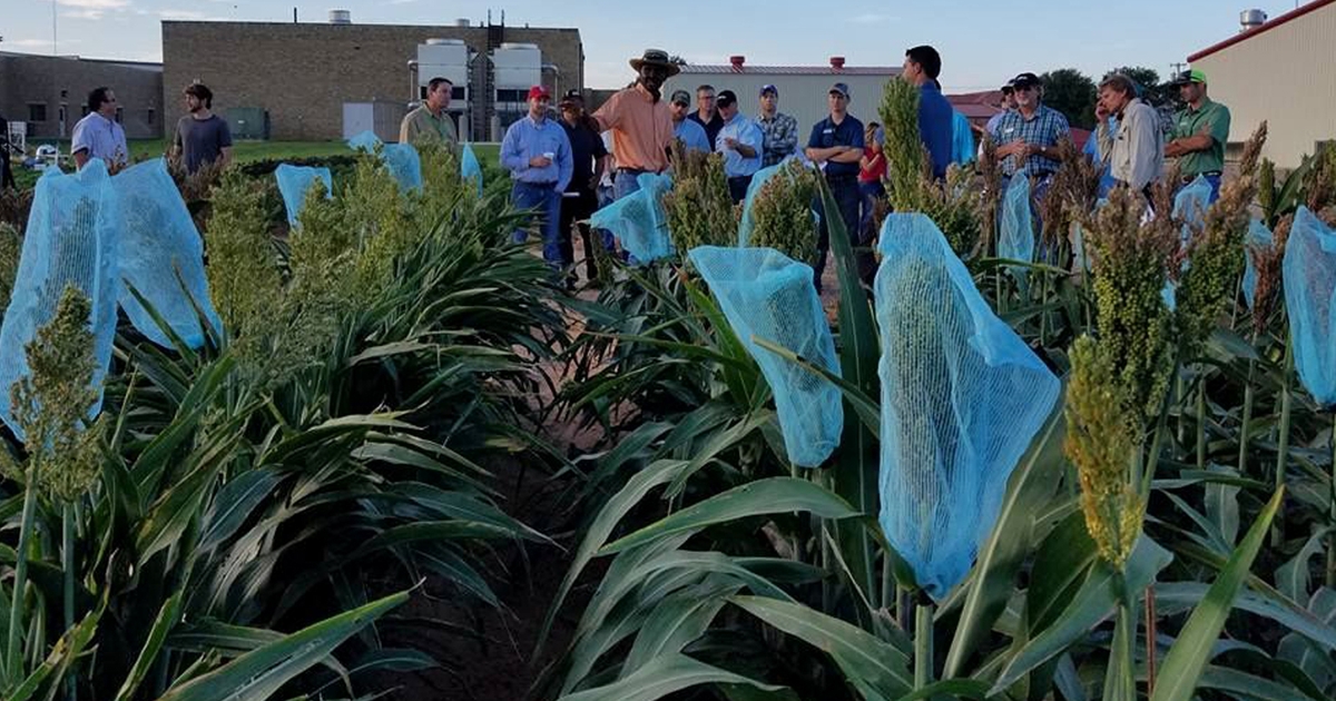 Tapping sorghum's potential as forage and feed for cattle