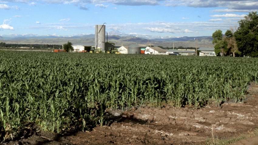 Colorado corn