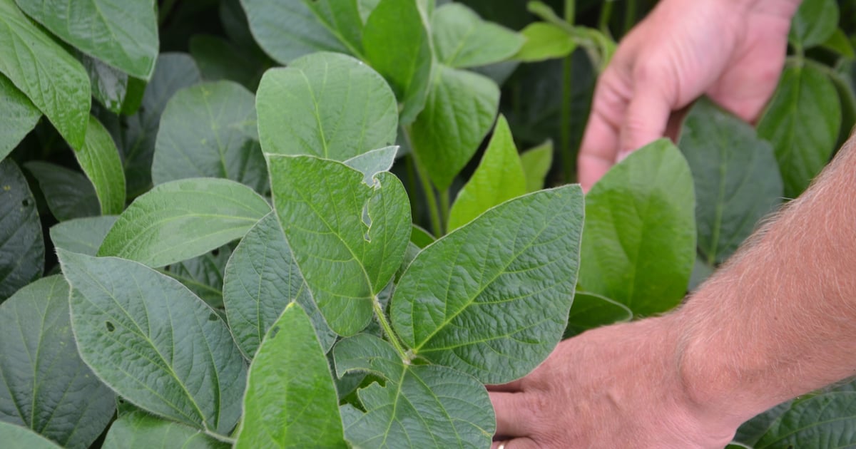 Soybeans put on new growth under favorable conditions