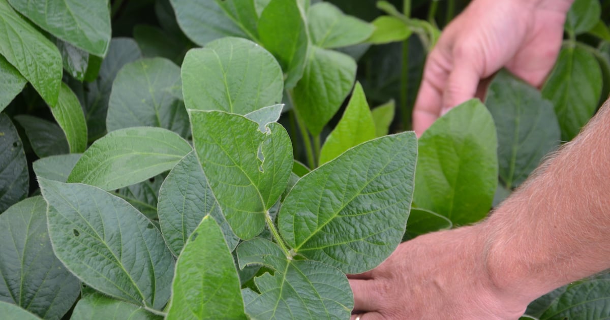 Favourable Images Soybeans put on new growth under favorable conditions