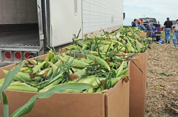 sweet_corn_project_reminds_why_farm_2_636072048416886609.jpg