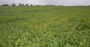 soybean field with patches of lighter color