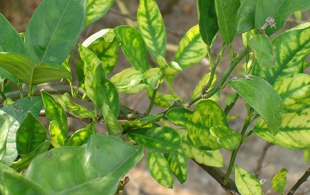 huanglongbing symptoms on leaves